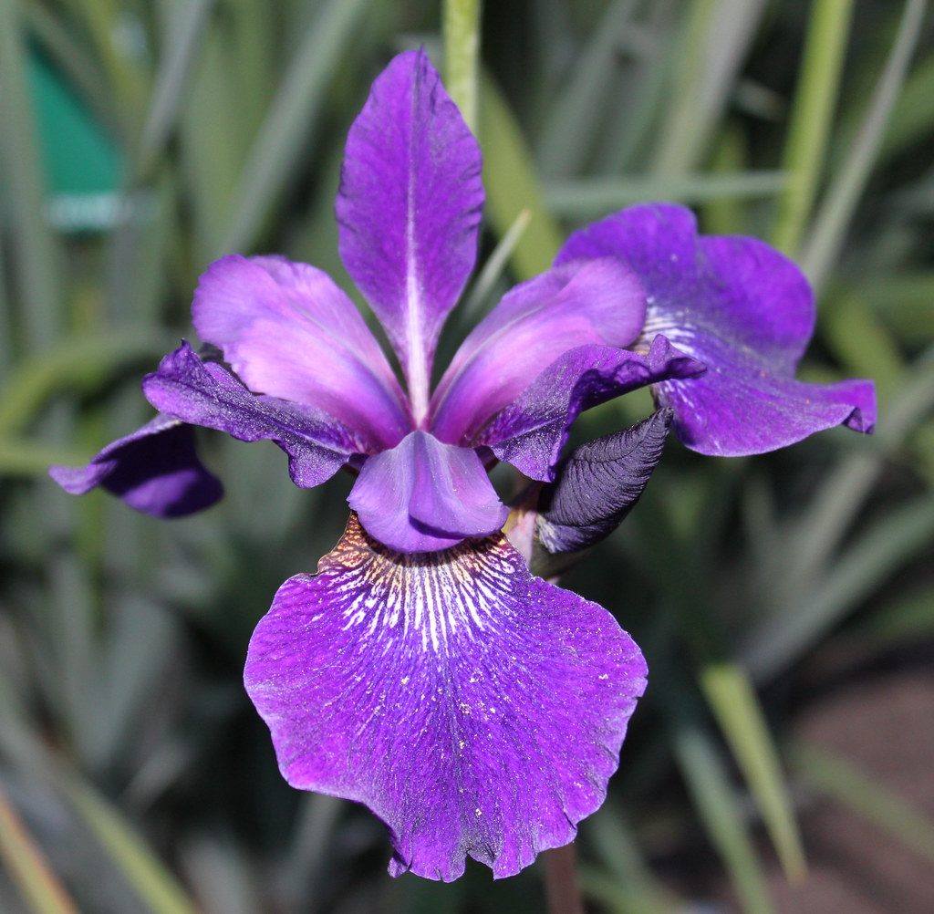 Iris sibirica 'Clared Cup'